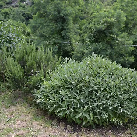 La Limonaia Di Casagrande 別荘